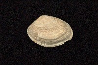 藏品(小眼花簾蛤)的圖片